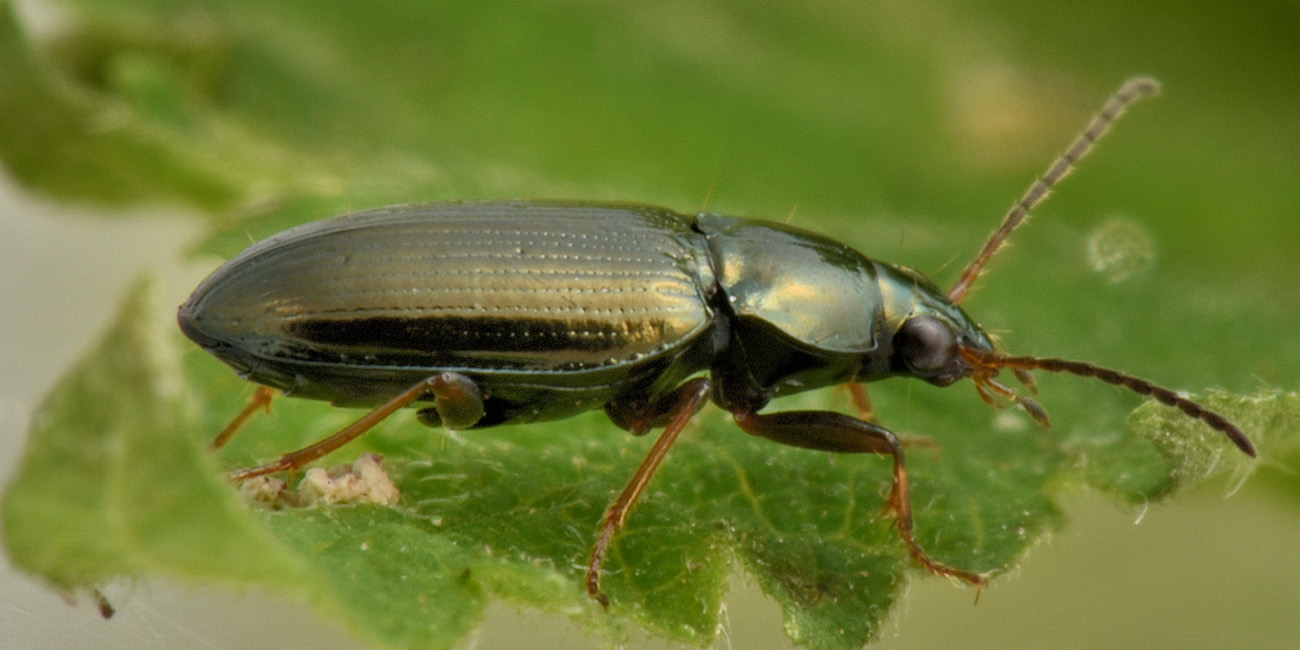 Carabidae: Odontium (Eurytrachelus) laticolle